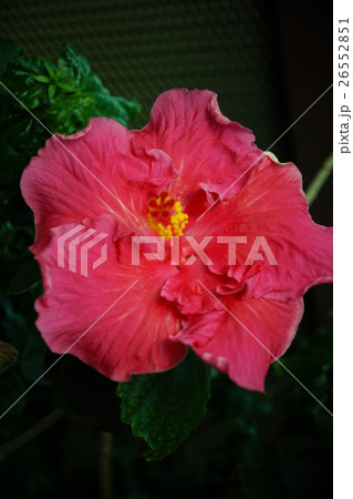 花 フラワー お花 26552851