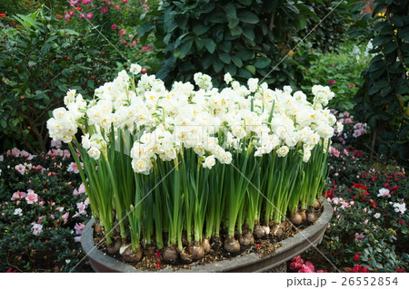 花 フラワー お花 26552854