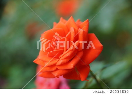 花 フラワー お花 26552856