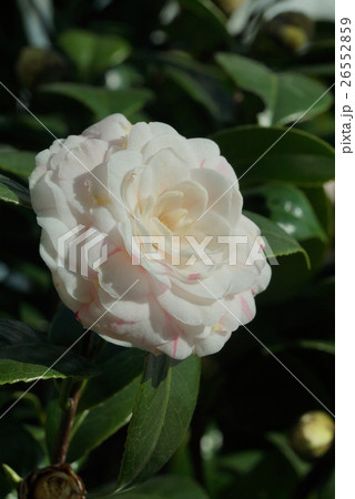 花 フラワー お花 26552859