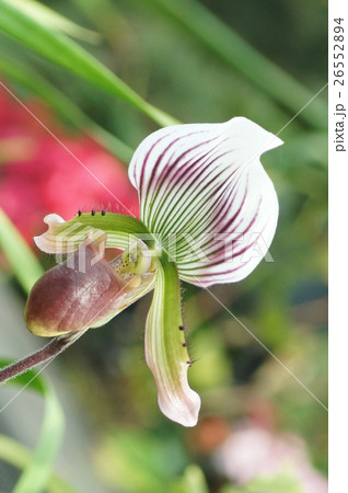 花 フラワー お花 26552894