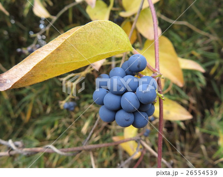 アオツヅラフジの実の写真素材 [26554539] - PIXTA