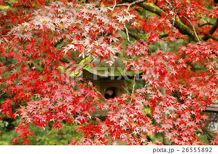 最乗寺（南足柄市） 26555892