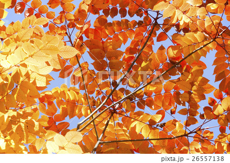 漆の紅葉 26557138