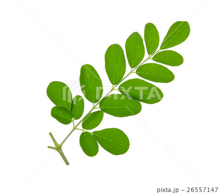 Moringa leaves isolate on white background 26557147