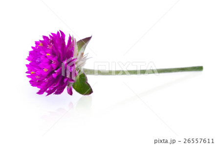 Globe amaranth flower isolated on white background 26557611