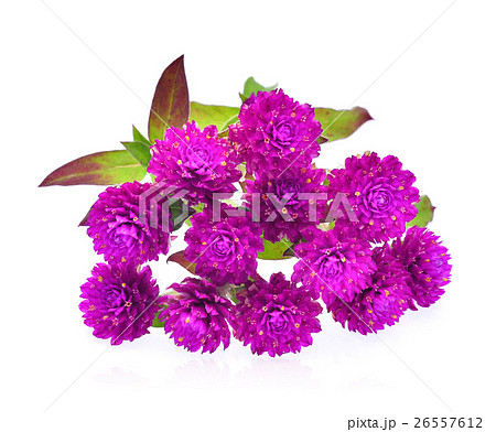 Globe amaranth flower isolated on white background 26557612