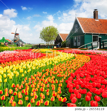 old  houses of Zaanse Schans, Netherlands 26558119