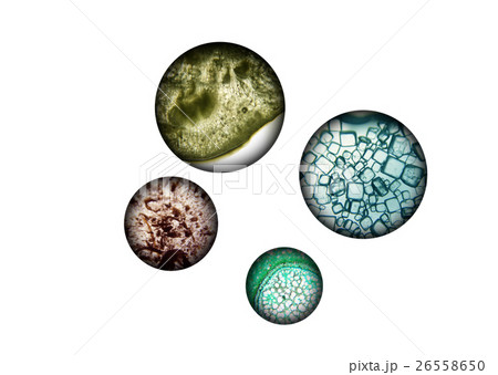 研究 研究 26558650