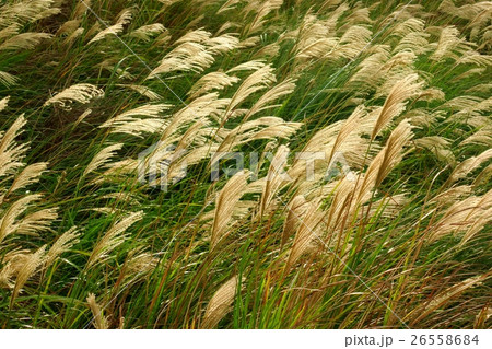 すすき 薄 すすきの 26558684