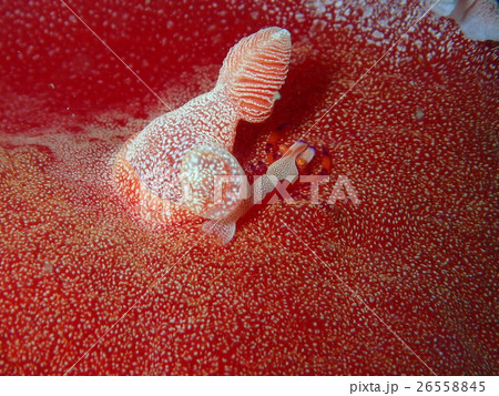 ウミウシカクレエビとミカドウミウシ 26558845