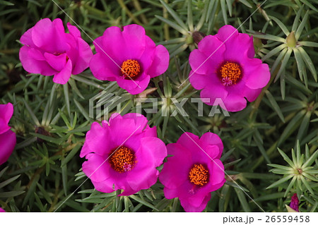 マツバボタン 26559458