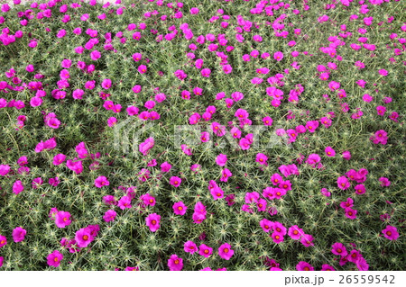 マツバボタンの花絨毯の写真素材