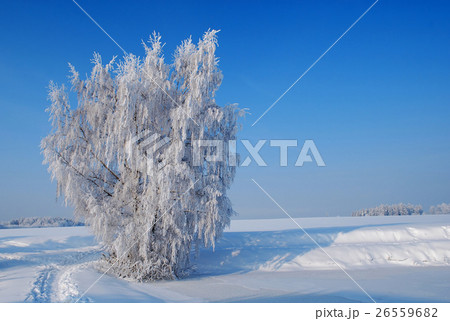 Cold and sunny winter day. Cold and sunny winter day. 26559682