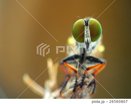 生物 クリーチャー 生き物 26560807