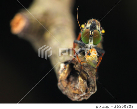 生物 クリーチャー 生き物 26560808