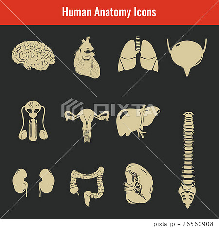 Human internal organs. Anatomy set. Vector Human internal organs. Anatomy set. Vector 26560908