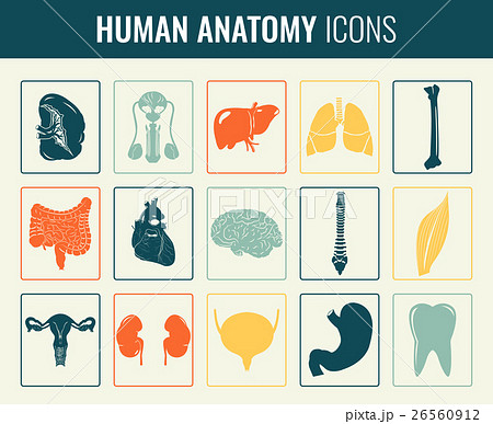 Human internal organs. Anatomy set. Vector Human internal organs. Anatomy set. Vector 26560912