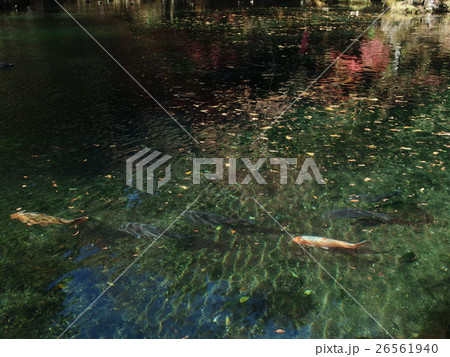 出流原弁天池 秋 出流原弁天池 秋 26561940