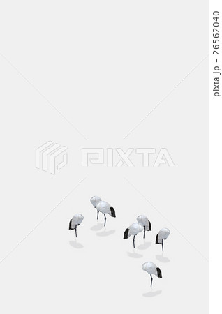 凍鶴3 / white back 凍鶴3 / white back 26562040