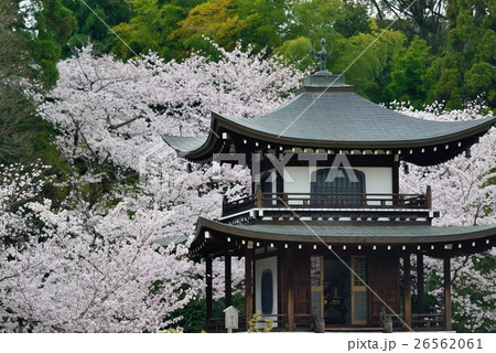 京都 勧修寺の桜の写真素材