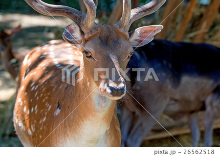 Close-up photography of fallow deer Close-up photography of fallow deer 26562518