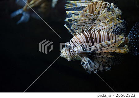 Scorpionfish in the sea Scorpionfish in the sea 26562522