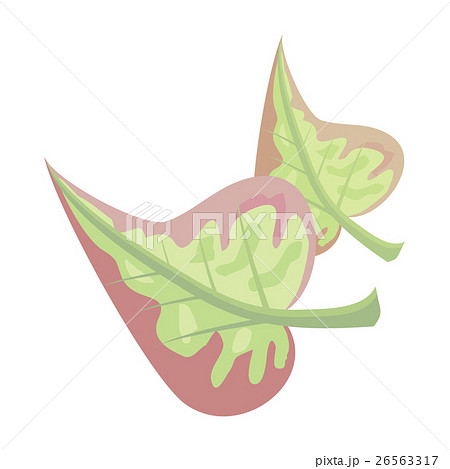 Autumn Leaf Isolated. Abstract Birch Tree Leaves. 26563317
