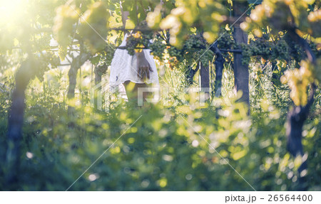Beautiful female in the vineyard Beautiful female in the vineyard 26564400