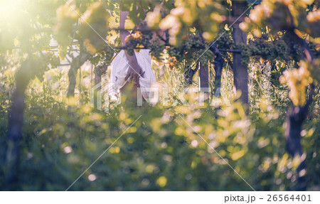 Beautiful female in the vineyard  26564401