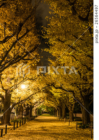早朝の明治神宮外苑の銀杏並木 早朝の明治神宮外苑の銀杏並木 26564497