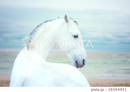 White horse stay on the sea background White horse stay on the sea background 26564951