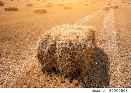 Rectangular hay bale. 26565603