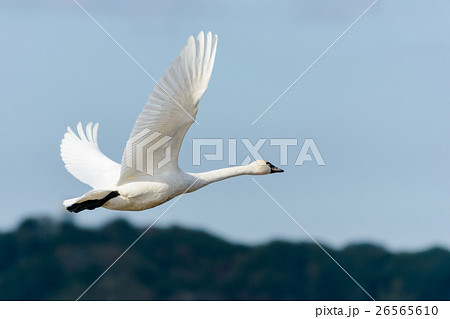 飛ぶ白鳥の写真素材