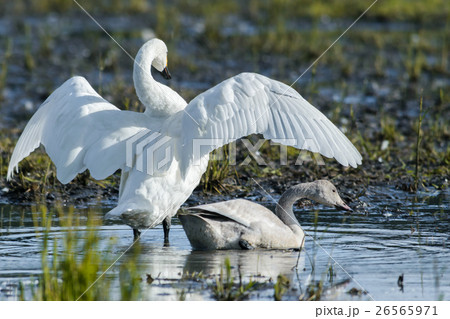 翼を広げる白鳥 親子 の写真素材
