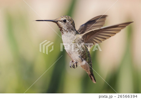 鳥 ハチドリ ハミングバード 26566394