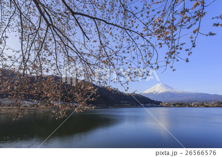 ブルーミング 開花 咲く 26566576