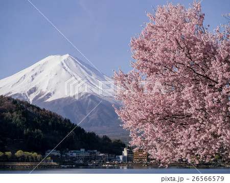 ブルーミング 開花 咲く 26566579
