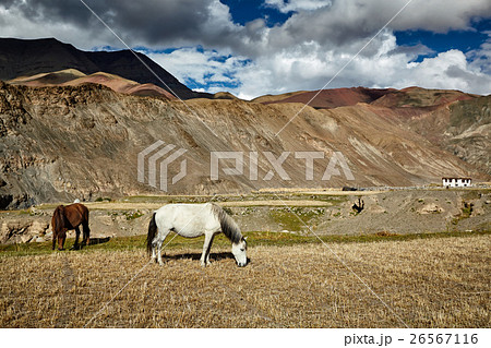 Horses grazing in Himalayas. Ladakh, India 26567116
