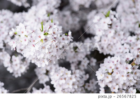 夜桜 ソメイヨシノ 夜桜 ソメイヨシノ 26567825
