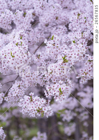 夜桜 ソメイヨシノ 夜桜 ソメイヨシノ 26567835
