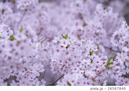 夜桜 ソメイヨシノ 26567840