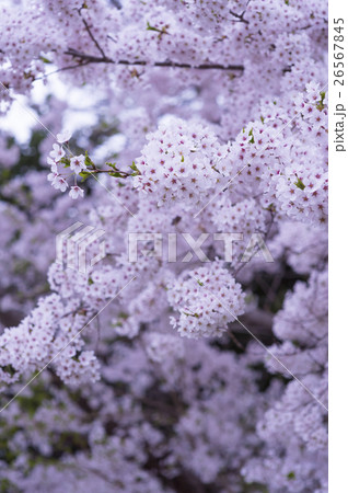 夜桜 ソメイヨシノ 26567845