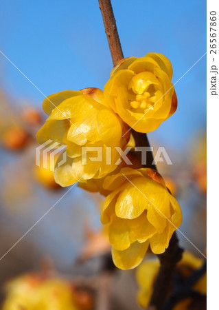 ロウバイの花 26567860