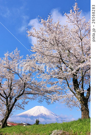 春の桜並木と富士山風景の写真素材 2656