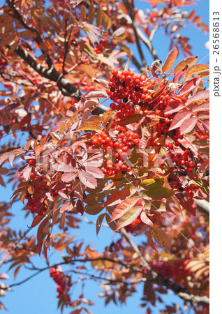 ナナカマドの紅葉と赤い実 26568613