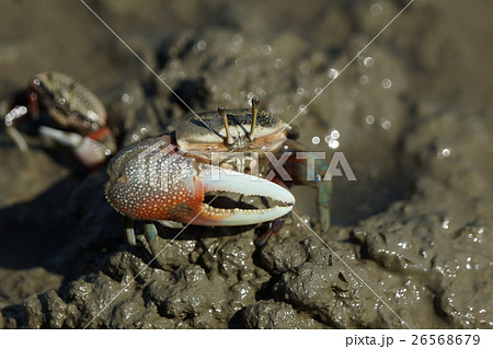蟹 かに カニ 26568679