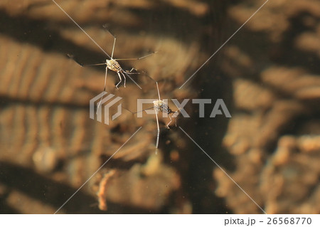 生き物 昆虫 シマアメンボ、繁殖行動でしょうか?しきりにオスがメスに突っかかっています 生き物 昆虫 シマアメンボ、繁殖行動でしょうか?しきりにオスがメスに突っかかっています 26568770