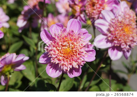 ダリア 26568874