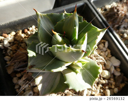 王妃雷神 王妃雷神 26569132